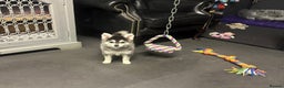 Pomsky dogs for sale: Stunning perfect husky markings f3 Pomsky puppies - Advert 6