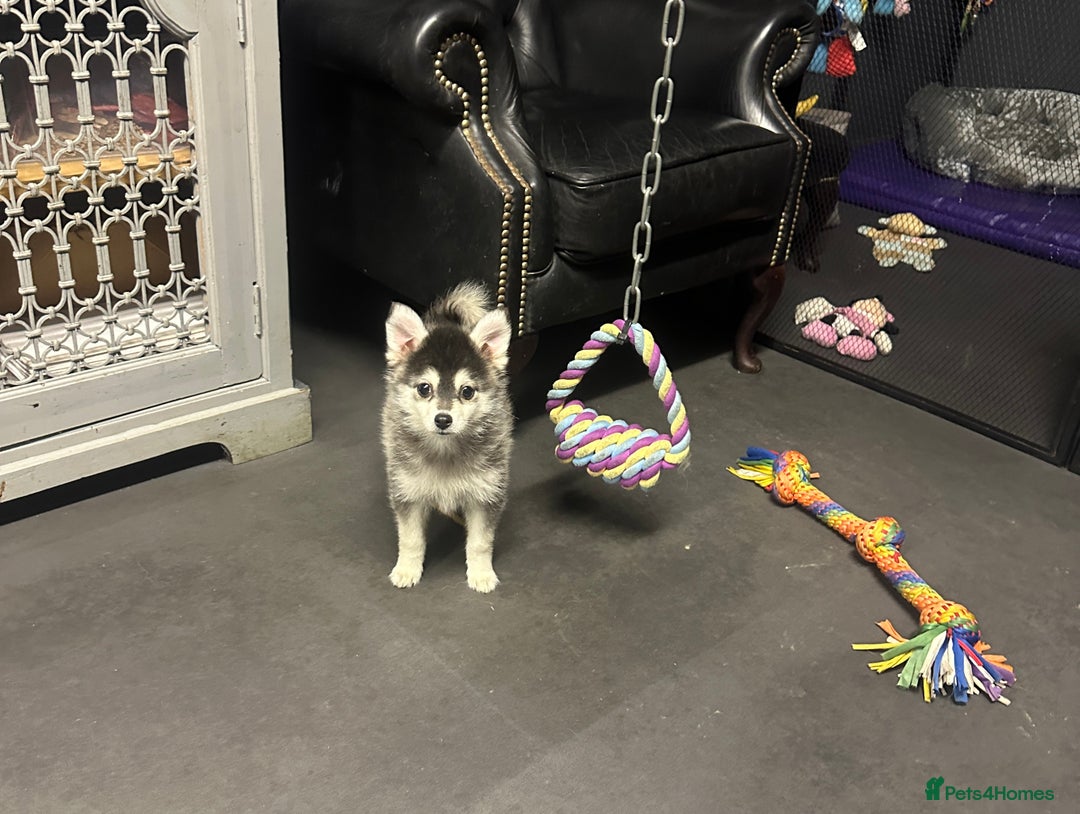 Pomsky dogs for sale: Stunning perfect husky markings f3 Pomsky puppies - Advert 6
