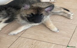 Shepsky dogs for sale: Fluffy puppies - Image 3