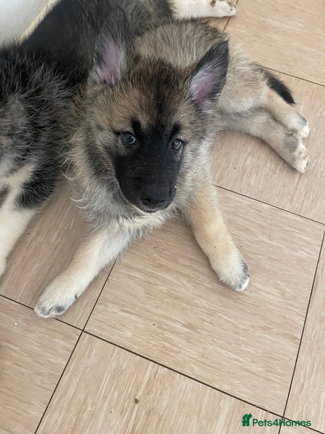 Shepsky dogs for sale: Fluffy puppies - Image 3