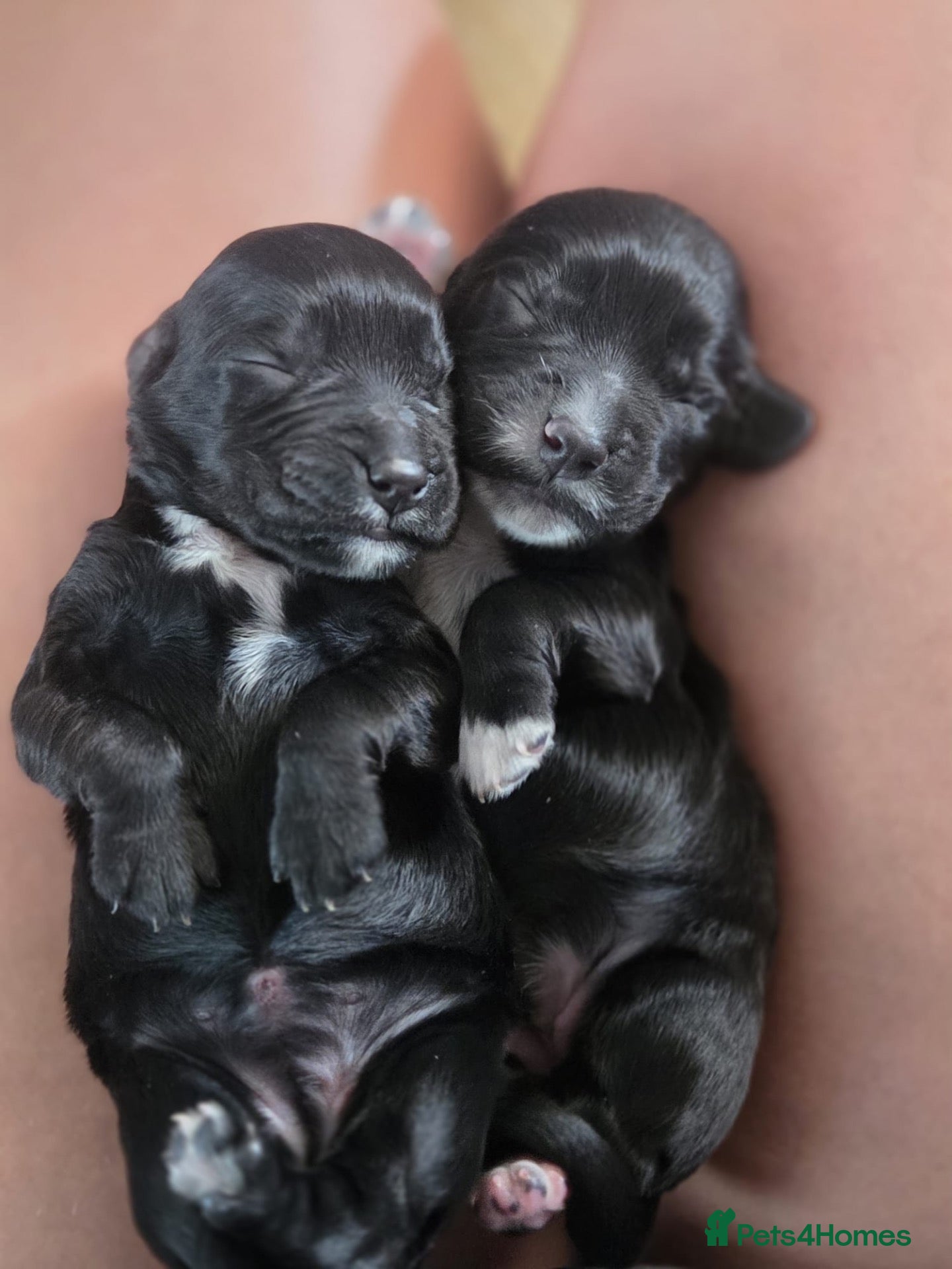 Cocker Spaniel dogs Working cocker spaniel puppies  - Advert 2