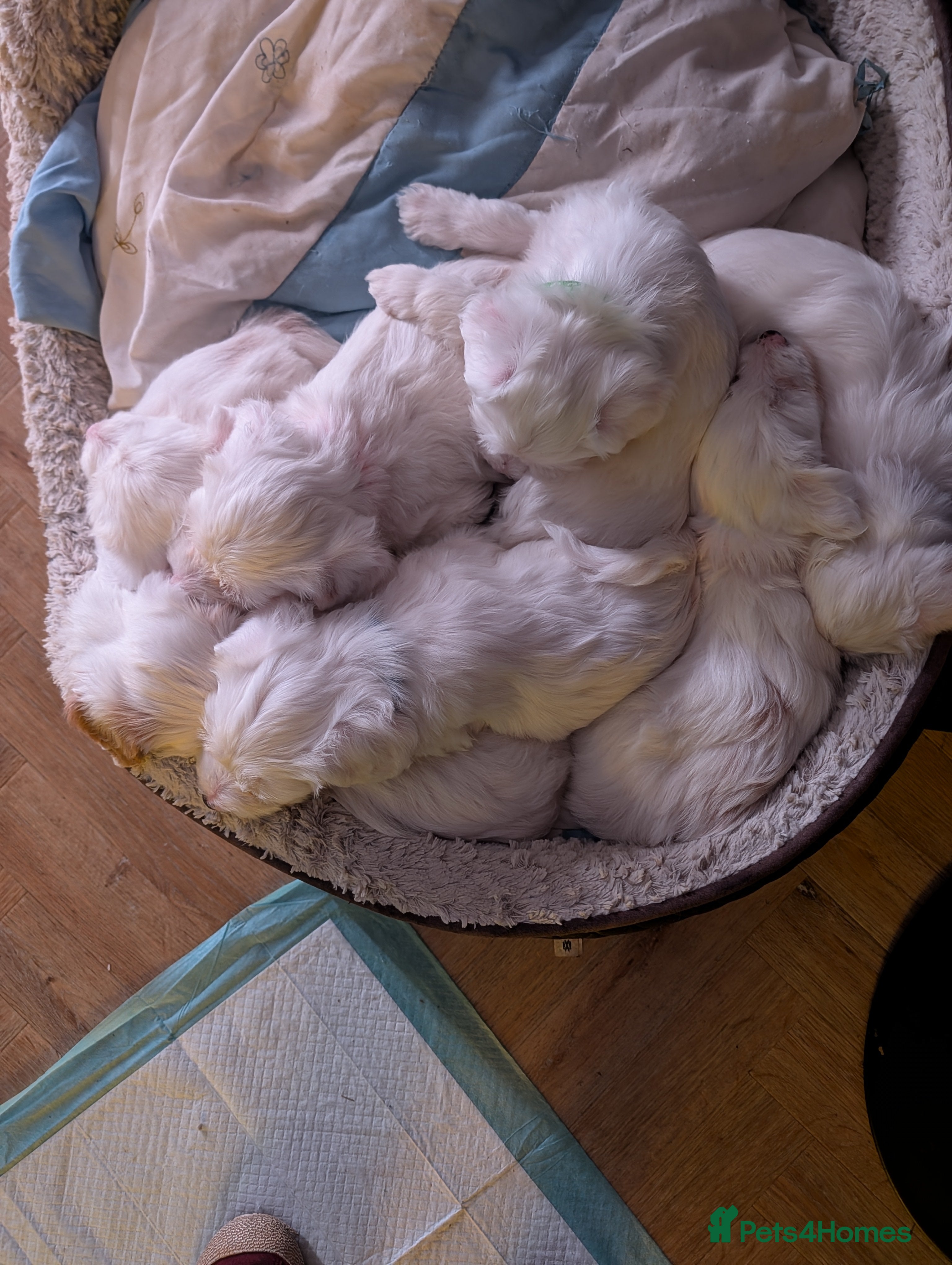 Tibetan Terrier dogs Tibetan Terrier puppies for sale - Advert 2