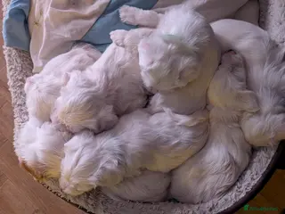 Tibetan Terrier dogs Tibetan Terrier puppies for sale - Advert 4