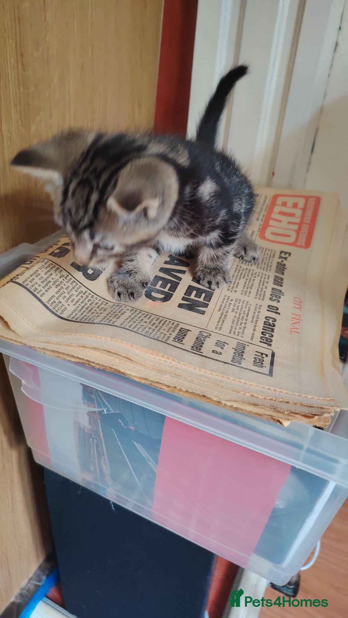 British Shorthair cats 6 Beautiful Kittens available 4 x Female 2 x Male - Advert 1