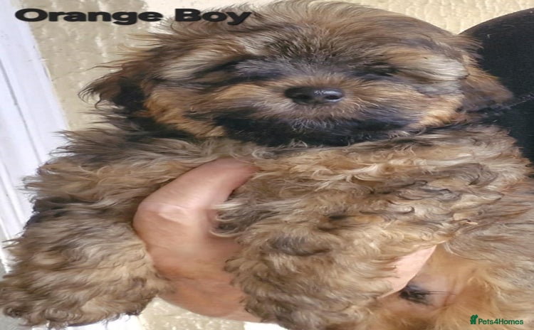 Mixed Breed dogs - Advert 1