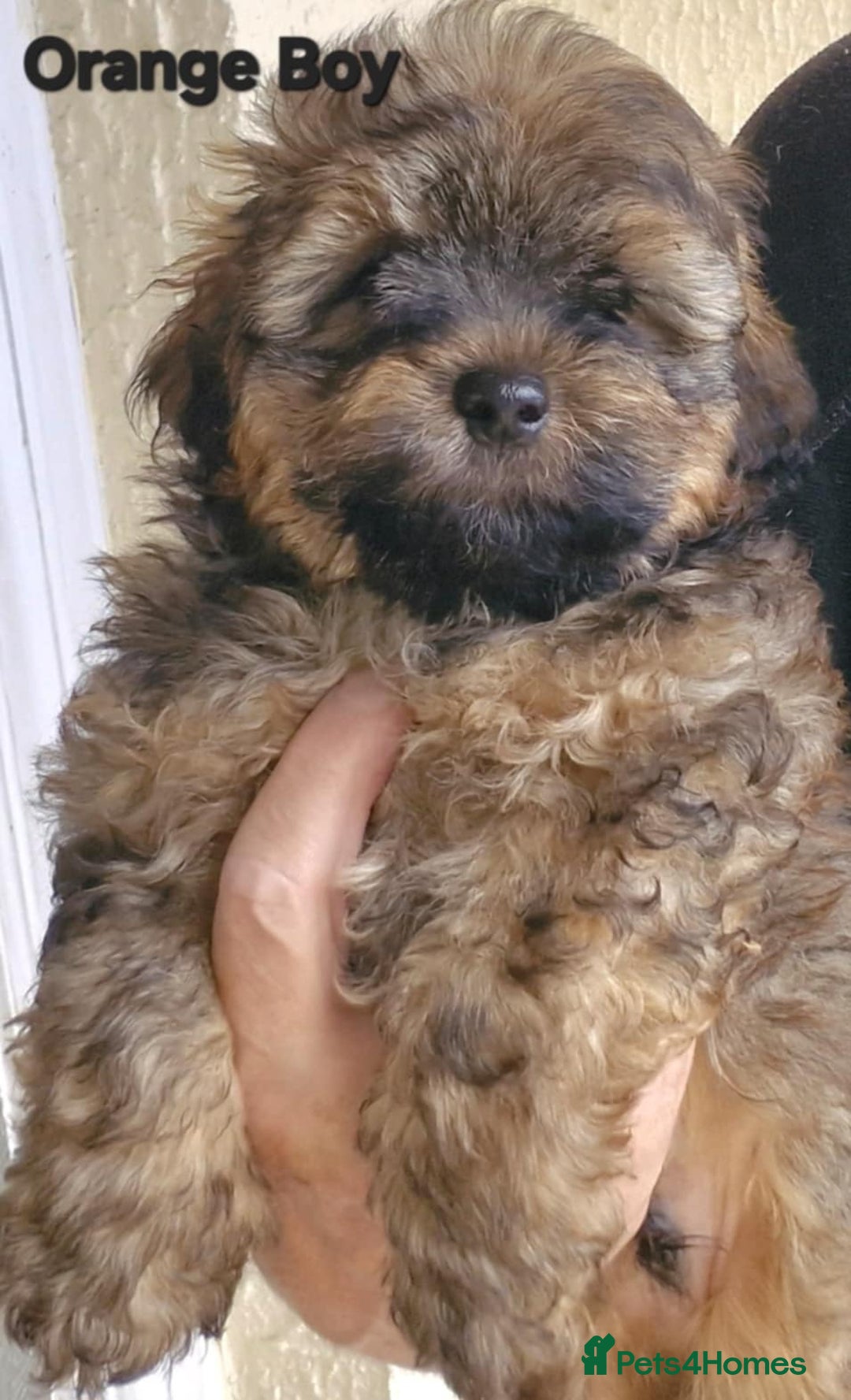Mixed Breed dogs for sale: Yorkiepoo Puppies - Image 8