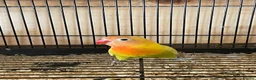 Lovebirds birds for sale: Lovebirds for Sale - Advert 7