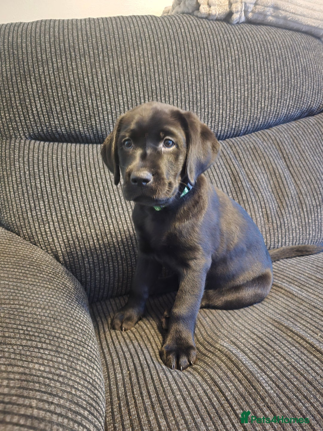 Labrador Retriever dogs for sale: Ready for home 🥰left last boy! - Advert 11