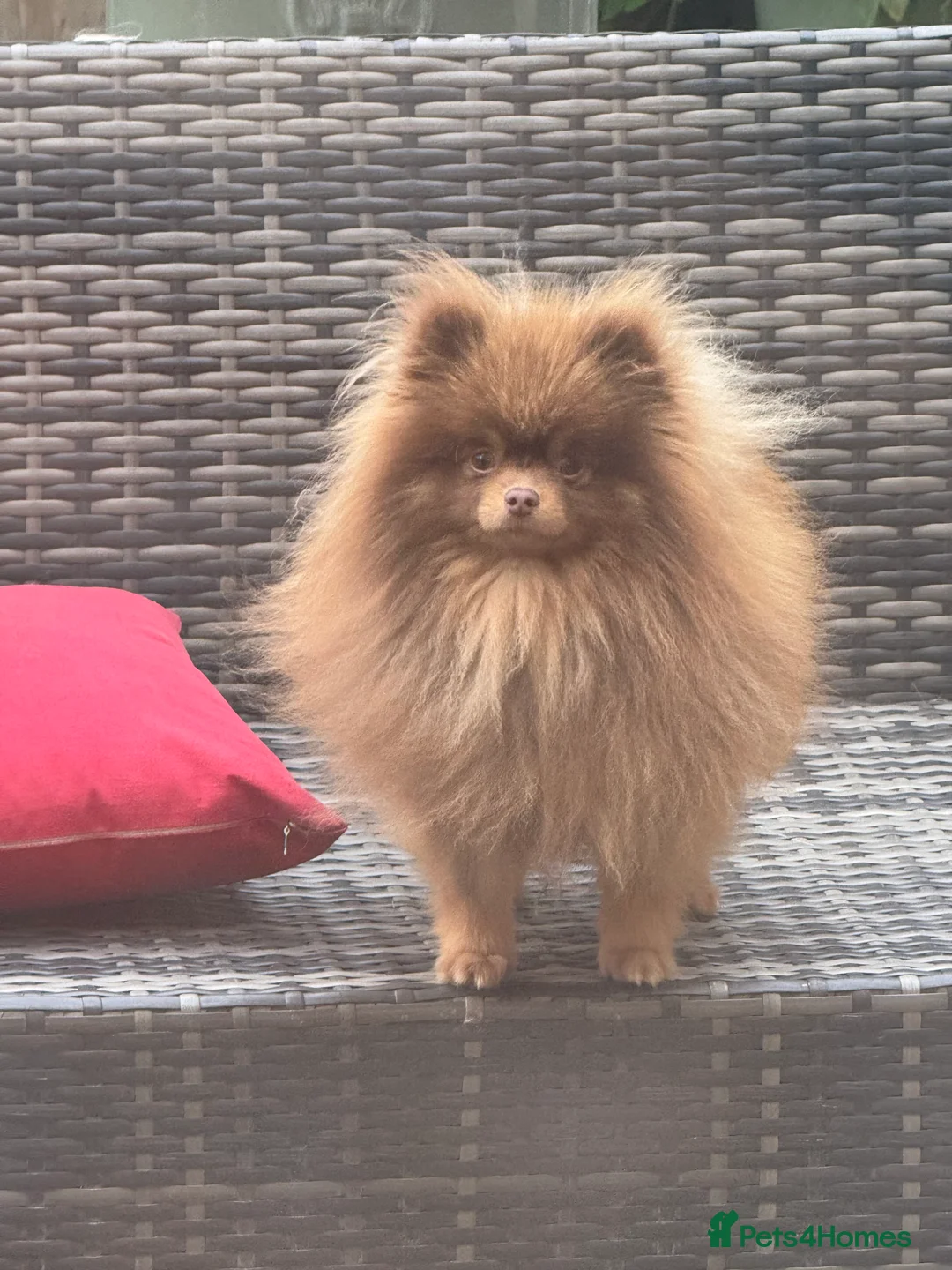Pomeranian dogs for stud: Outstanding Choc Tan Boy kc 🔥 in Pontefract - Advert 6