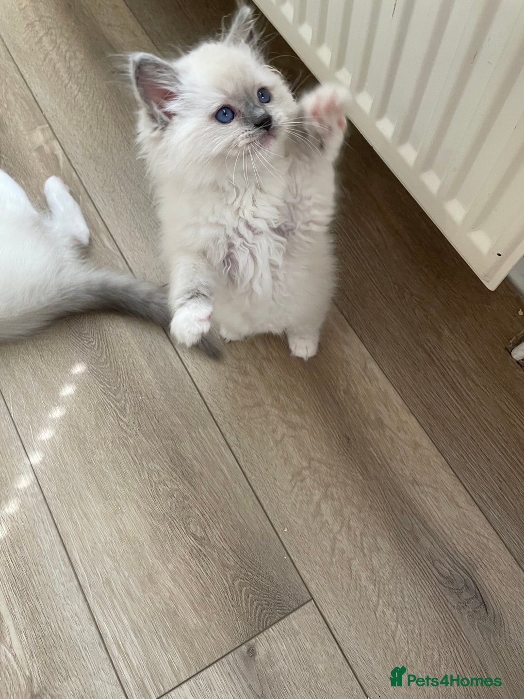Ragdoll cats for sale: 🌸Extensively health tested Tica reg. kittens🌸 - Image 4