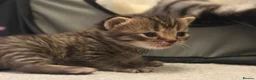 Scottish Fold cats for sale: Scottish Fold Kittens for Sale - Advert 13