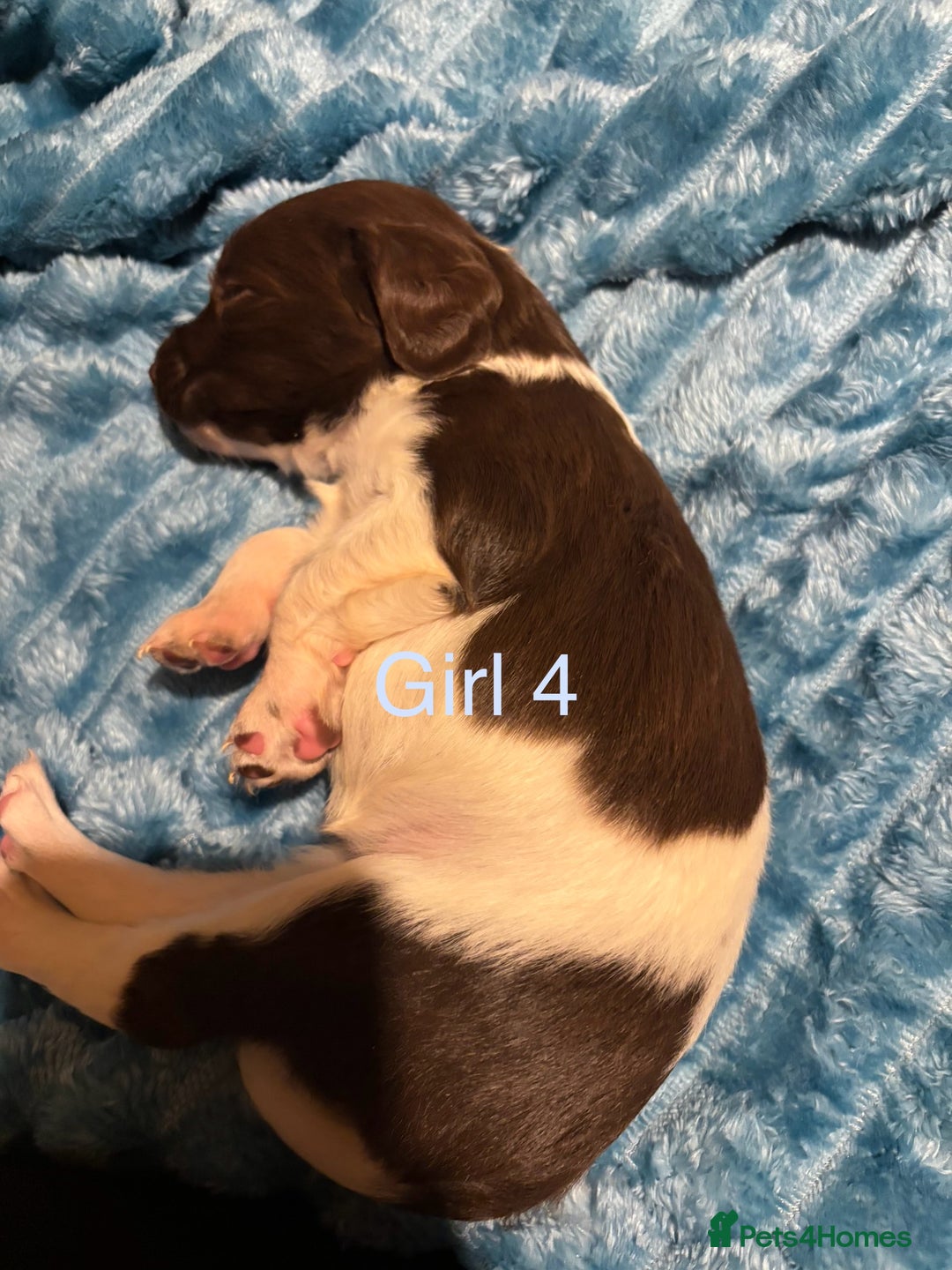 English Springer Spaniel dogs for sale: ✨ KC Registered English Springer Spaniel Puppies ✨ - Advert 9