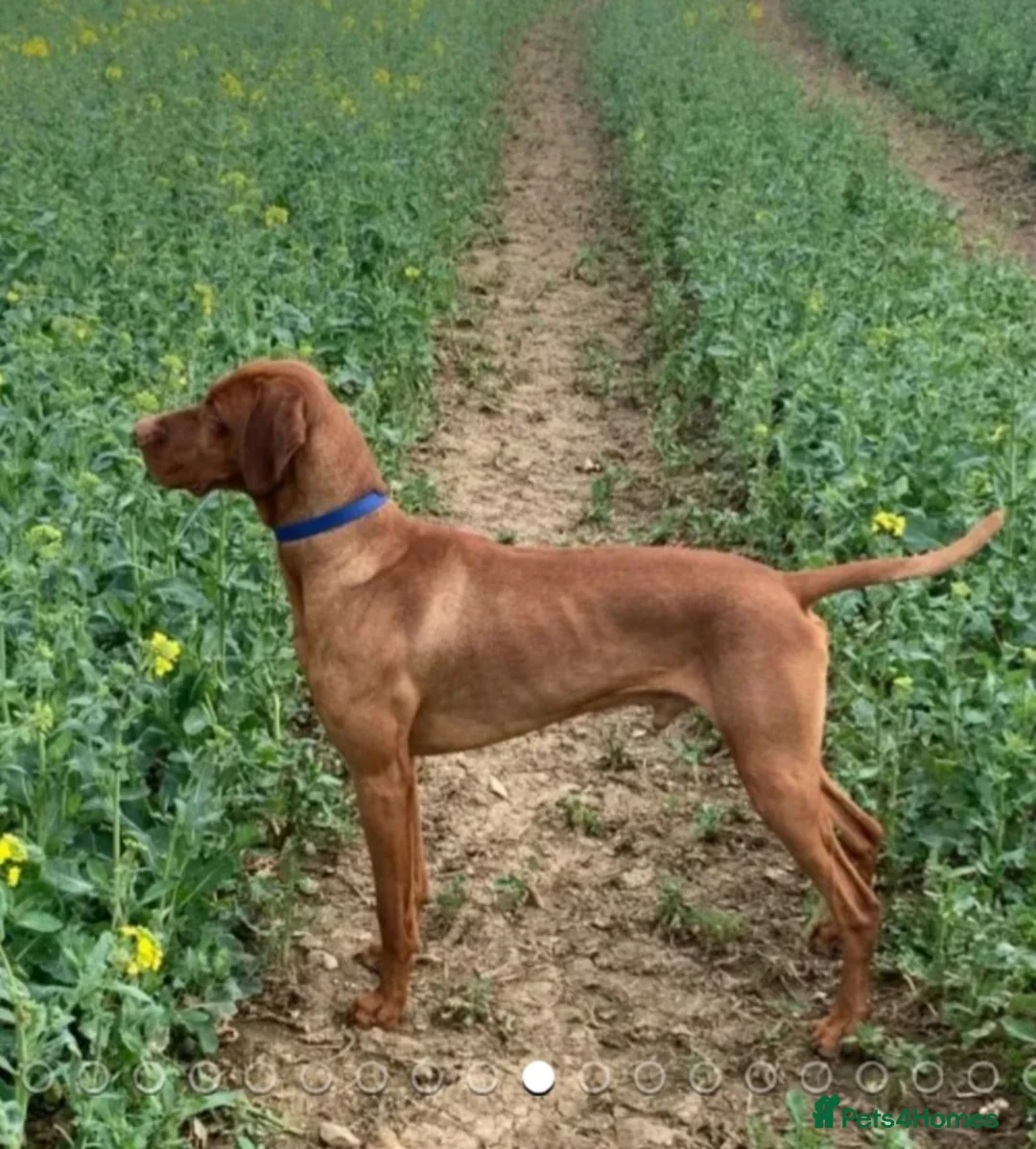 Hungarian Vizsla dogs for stud: Proven Hungarian championship blood line in Llantwit Major - Advert 2
