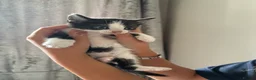 Mixed Breed cats for sale: *ready to leave* Beautiful part ragdoll kittens  - Advert 23