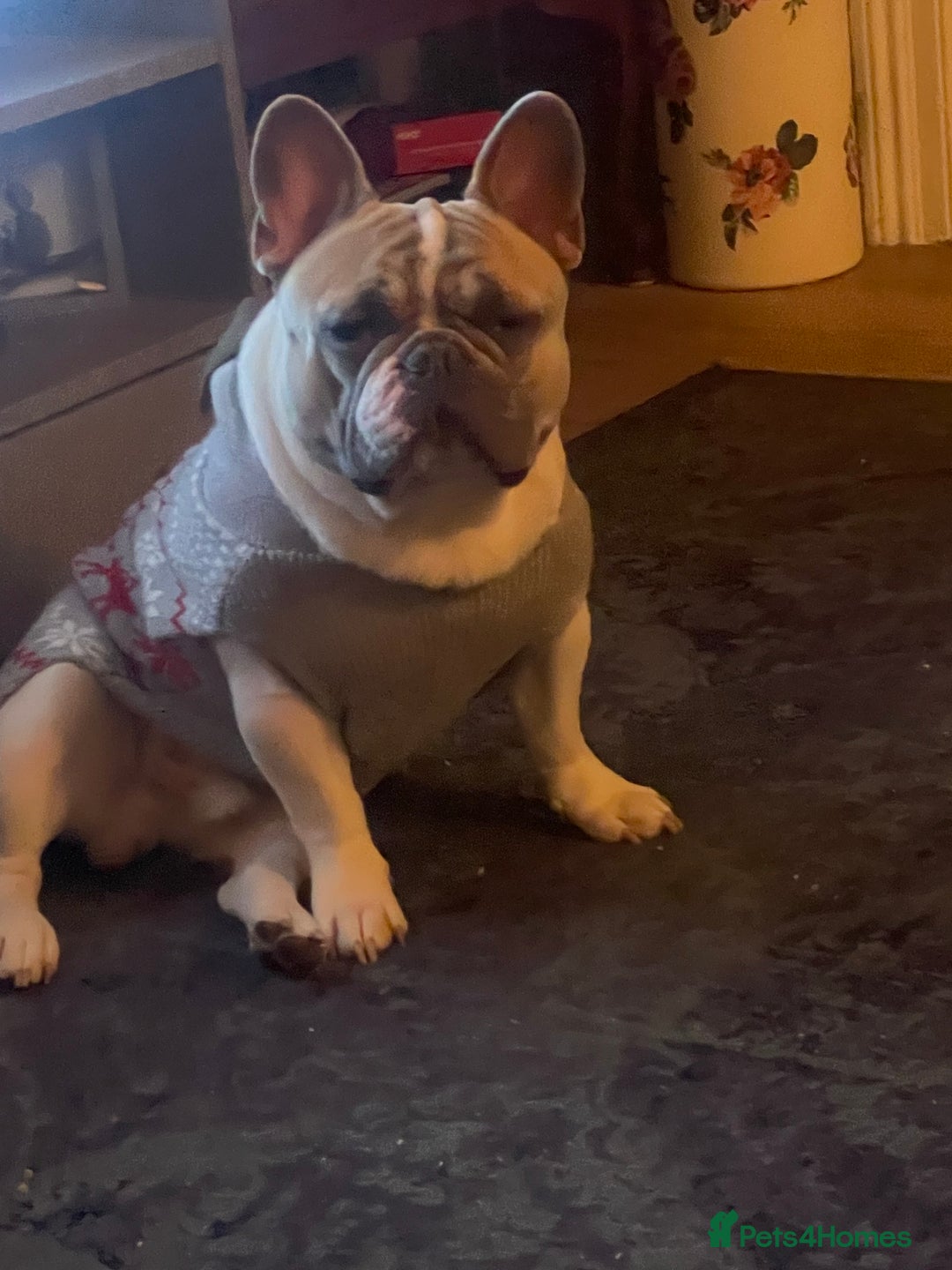 French Bulldog dogs for stud: Our beautiful boy Herbie - Advert 6
