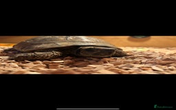 Tortoise reptiles for sale: Male tortoise - Image 1
