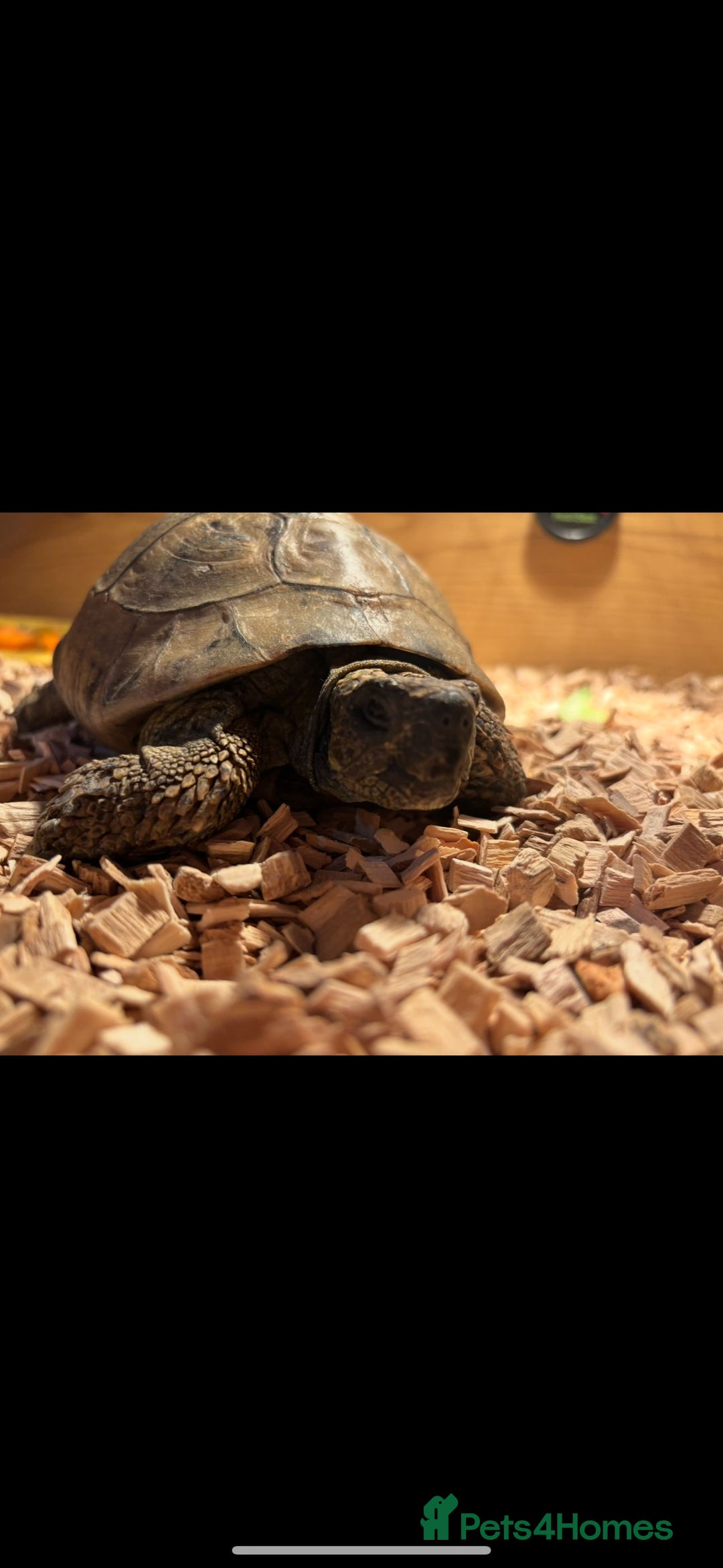 Tortoise reptiles for sale: Male tortoise - Image 1