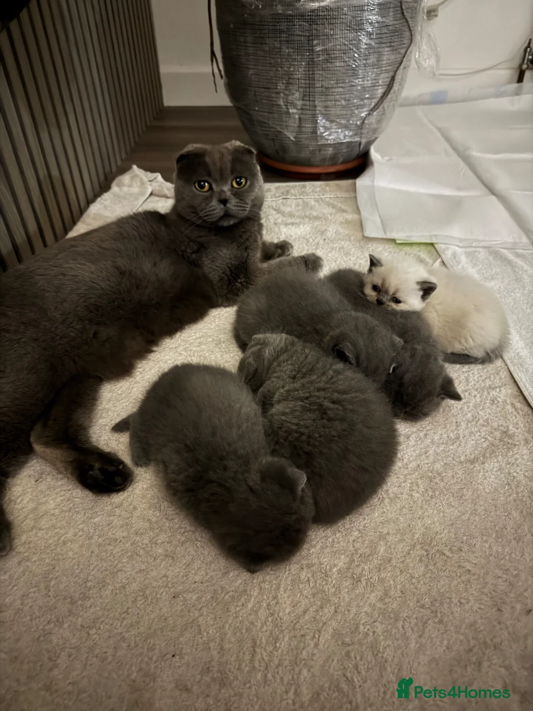 British Shorthair cats for sale: 5 spectacular kittens looking for new families. in Orpington - Advert 7