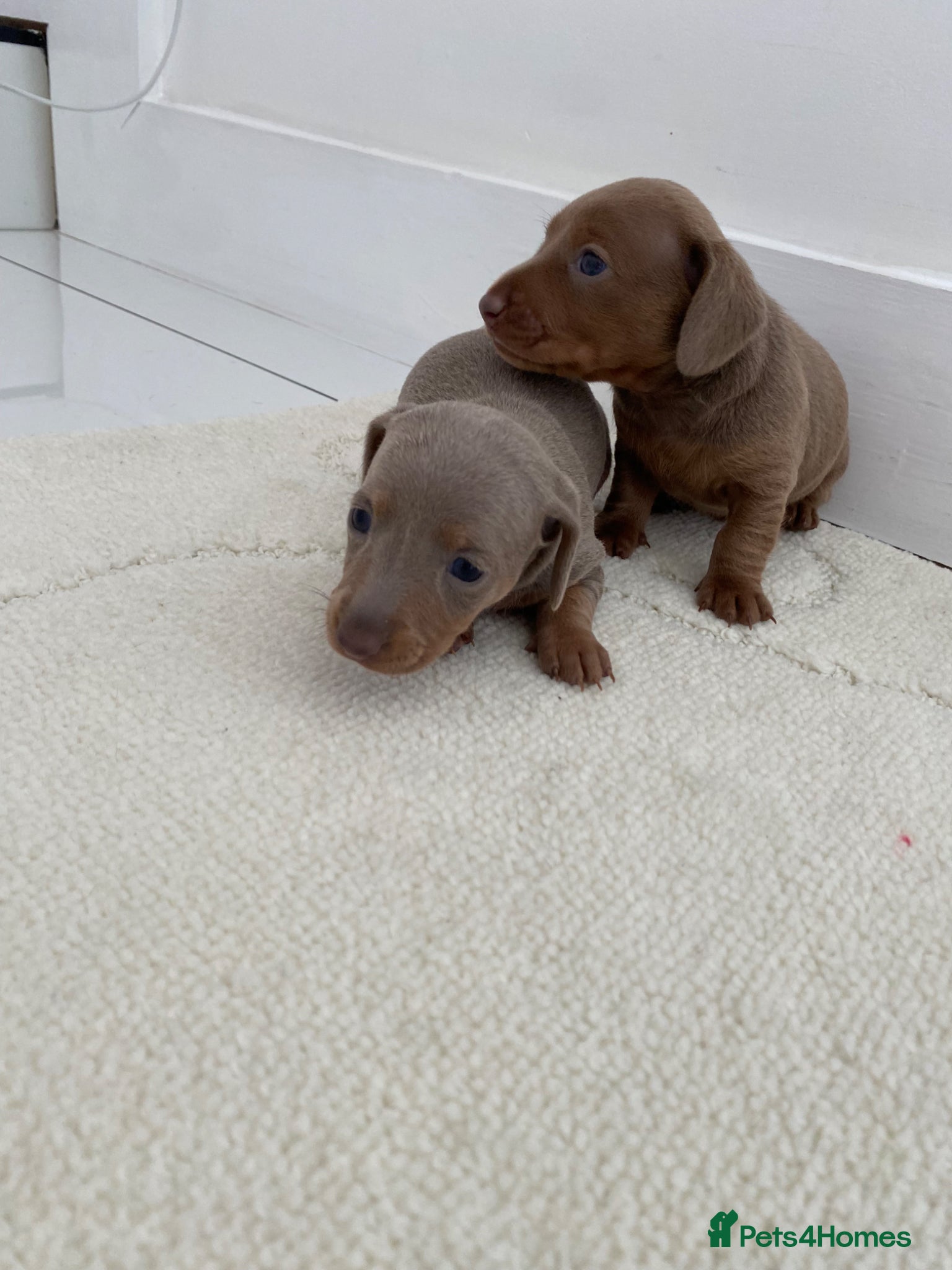 Miniature Dachshund dogs for sale: Beautiful miniature dachshunds puppies  in Ongar - Advert 4