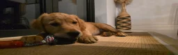 Golden Retriever dogs for sale: Fully Vaccinated Working Golden Retriever puppy - Advert 7
