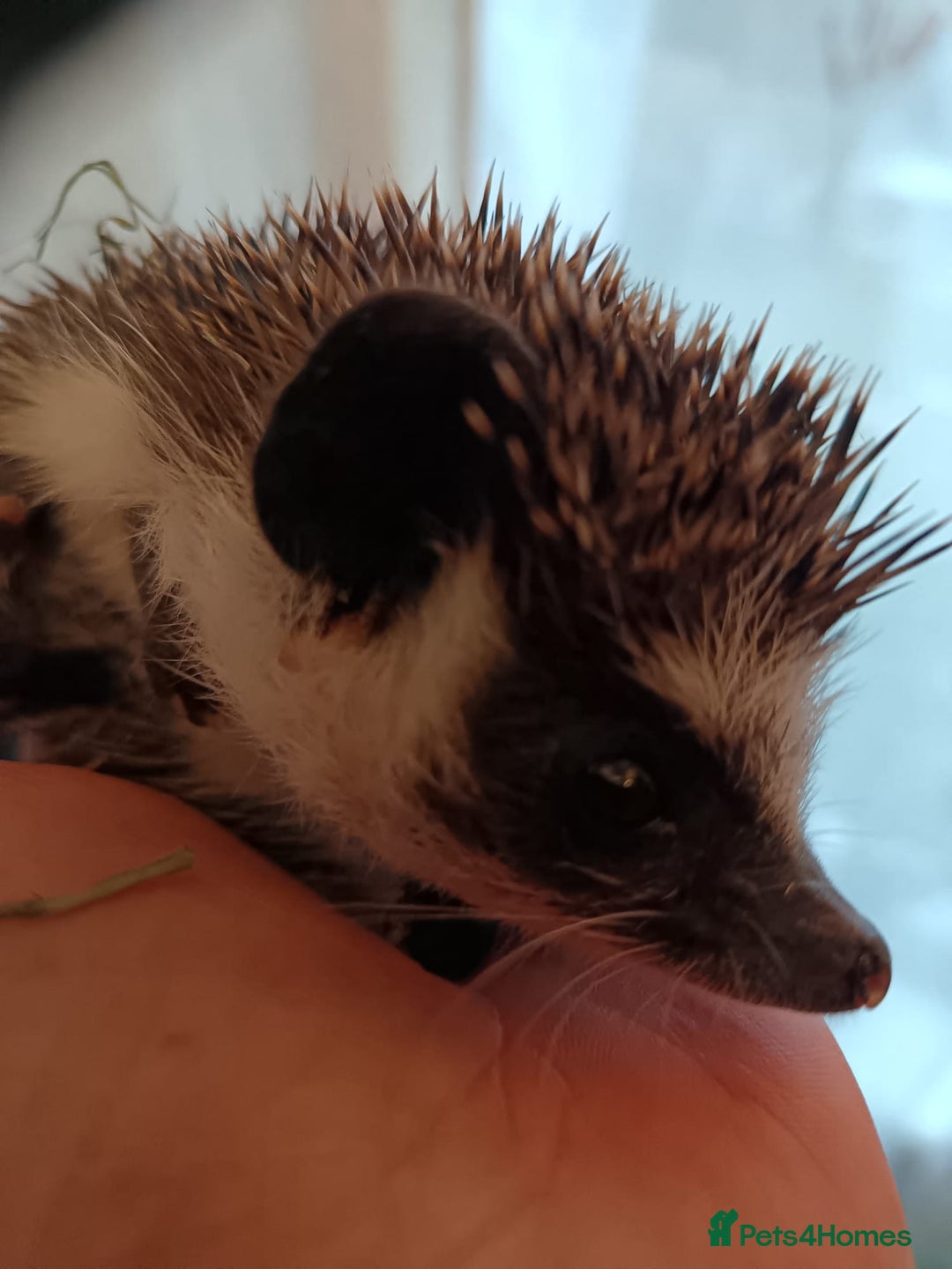 Pygmy Hedgehog rodents for sale: african pygmy hedgehogs - Image 2