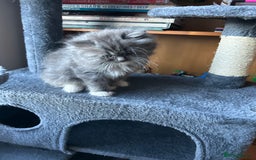 Ragdoll cats for sale: Gorgeous ragdoll male kitten to sell - Image 2
