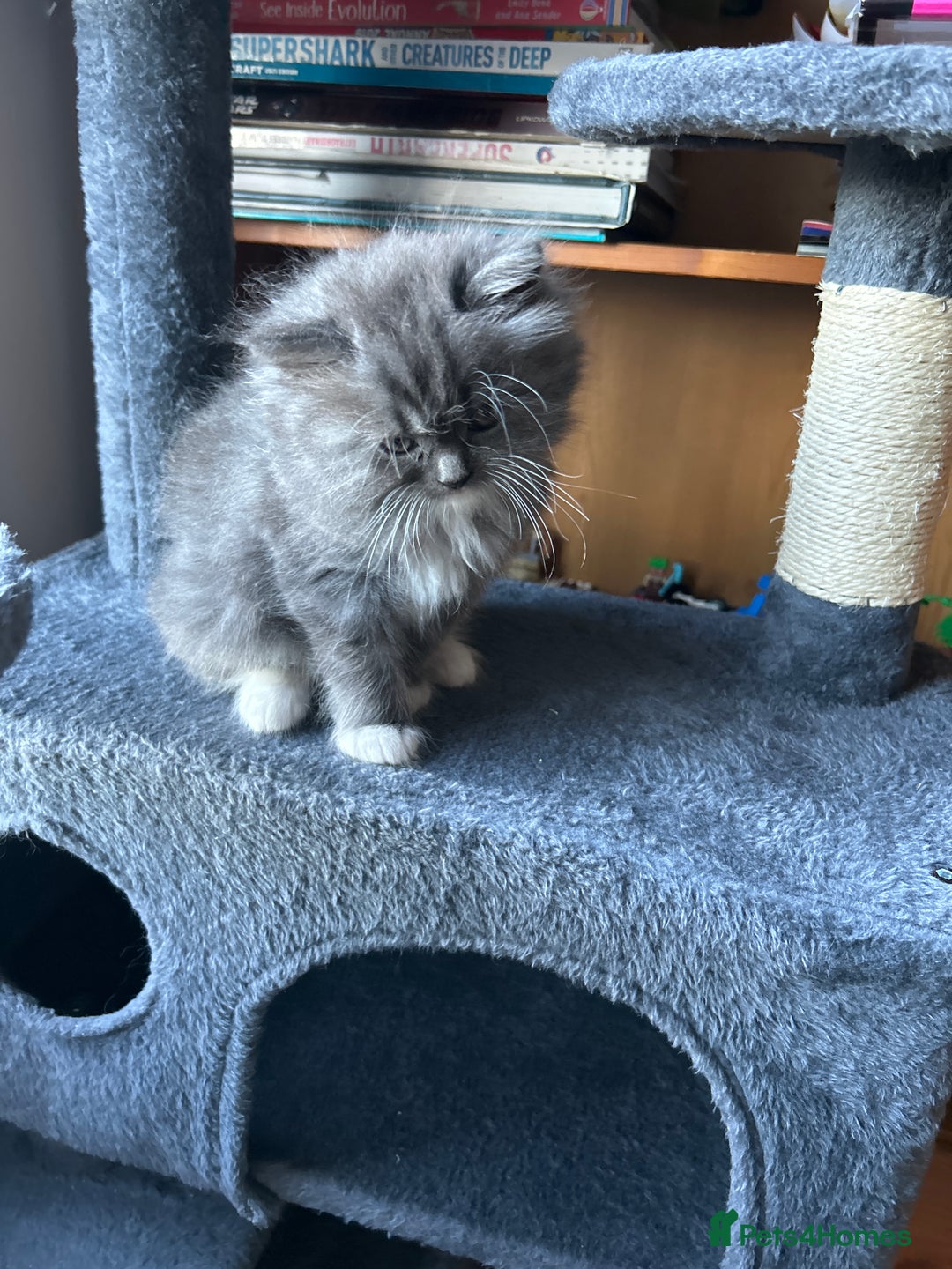 Ragdoll cats for sale: Gorgeous ragdoll male kitten to sell - Image 2