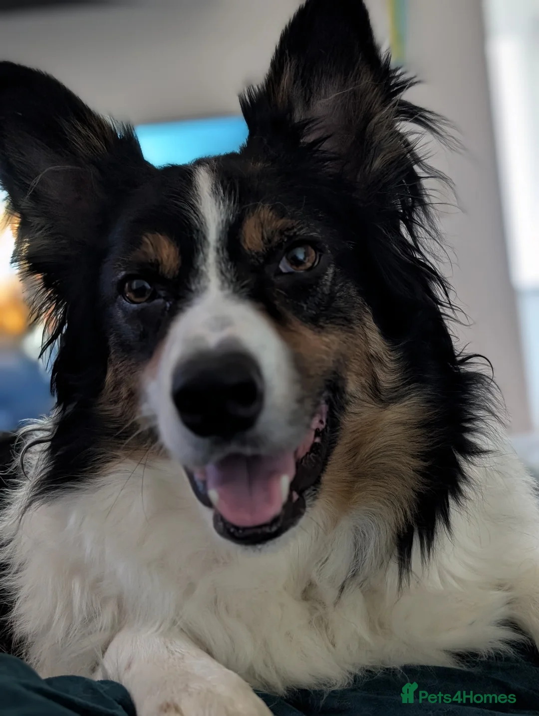 Border Collie dogs for sale: Experienced forever home only  - Advert 6