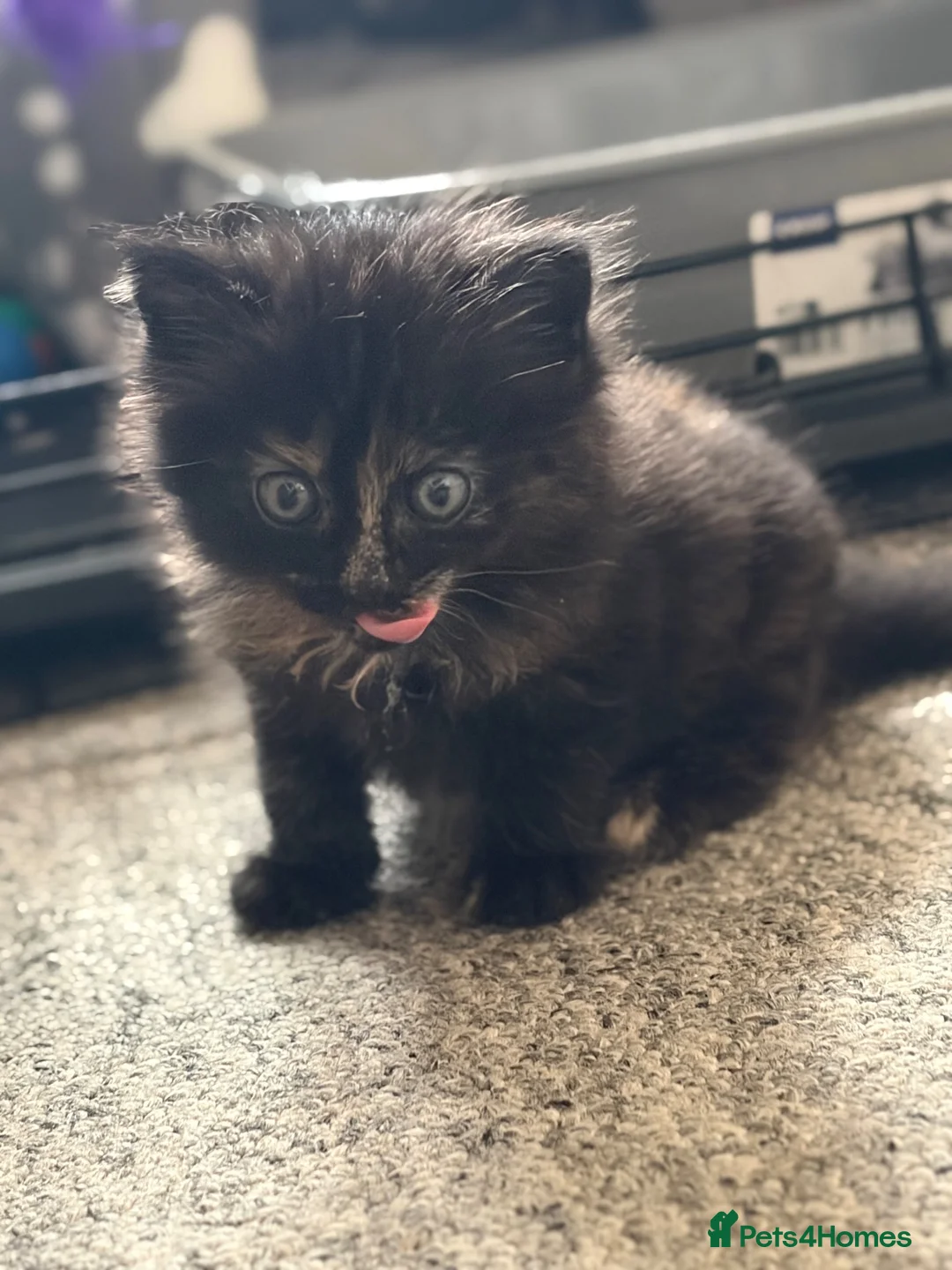 Mixed Breed cats for sale: Kittens  in Chichester - Advert 12