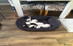 Jack Russell dogs for sale: jack Russell puppies for sell  - Image 7