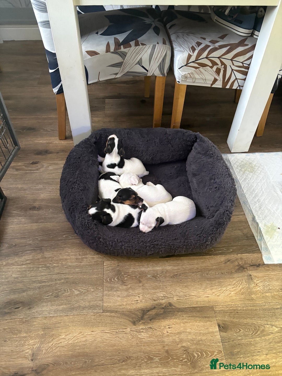 Jack Russell dogs for sale: jack Russell puppies for sell  - Image 7