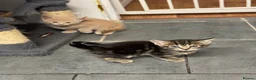 Mixed Breed cats for sale: American shorthair x bsh kittens please red descrp in Belvedere - Advert 6