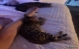 Bengal cats for sale: Male bengal kitten - Image 3