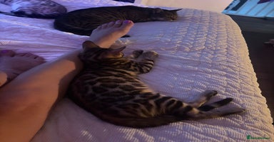 Bengal cats - Advert 9