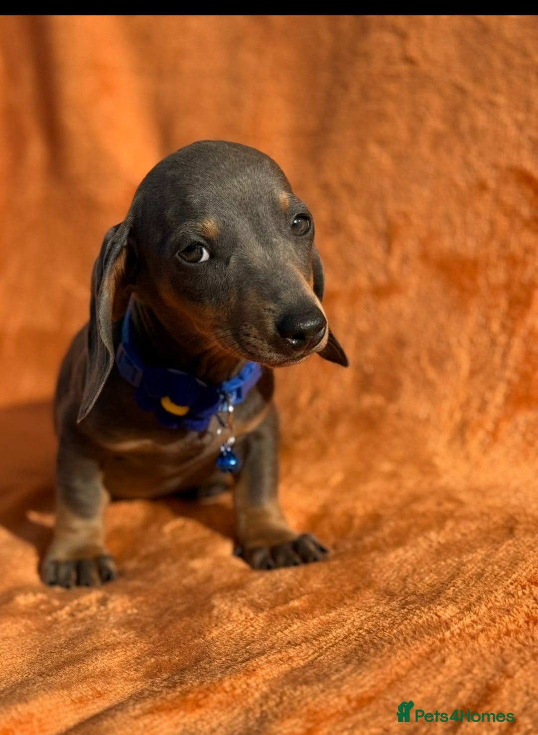 Miniature Dachshund dogs for sale: KC Reg Miniature Dachshund Puppies  - Image 28
