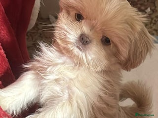 Shih Tzu dogs Lavender White Imperial Shih Tzu Puppies - Advert 2