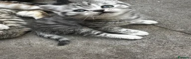 British Shorthair Kitten 1