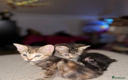 Mixed Breed cats for sale: Beautiful kittens - Image 4