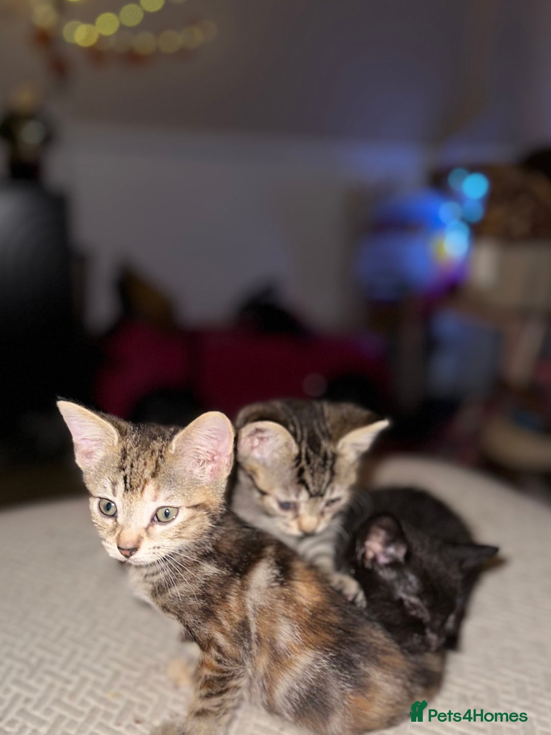 Mixed Breed cats for sale: Beautiful kittens - Image 4