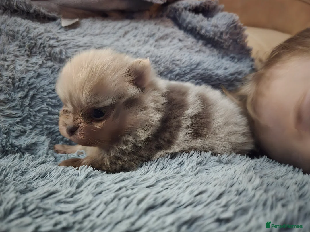 Pomeranian dogs for sale: Outstanding babies available  in Hartlepool - Advert 5