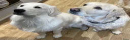 Golden Retriever dogs for sale: KC registered golden retriever puppies  - Advert 10