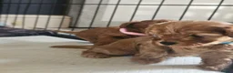 Cavapoo dogs for sale: Gorgeous F1b cavapoo's  - Advert 21