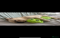 Frug dogs for sale: Male frug puppy - Advert 3