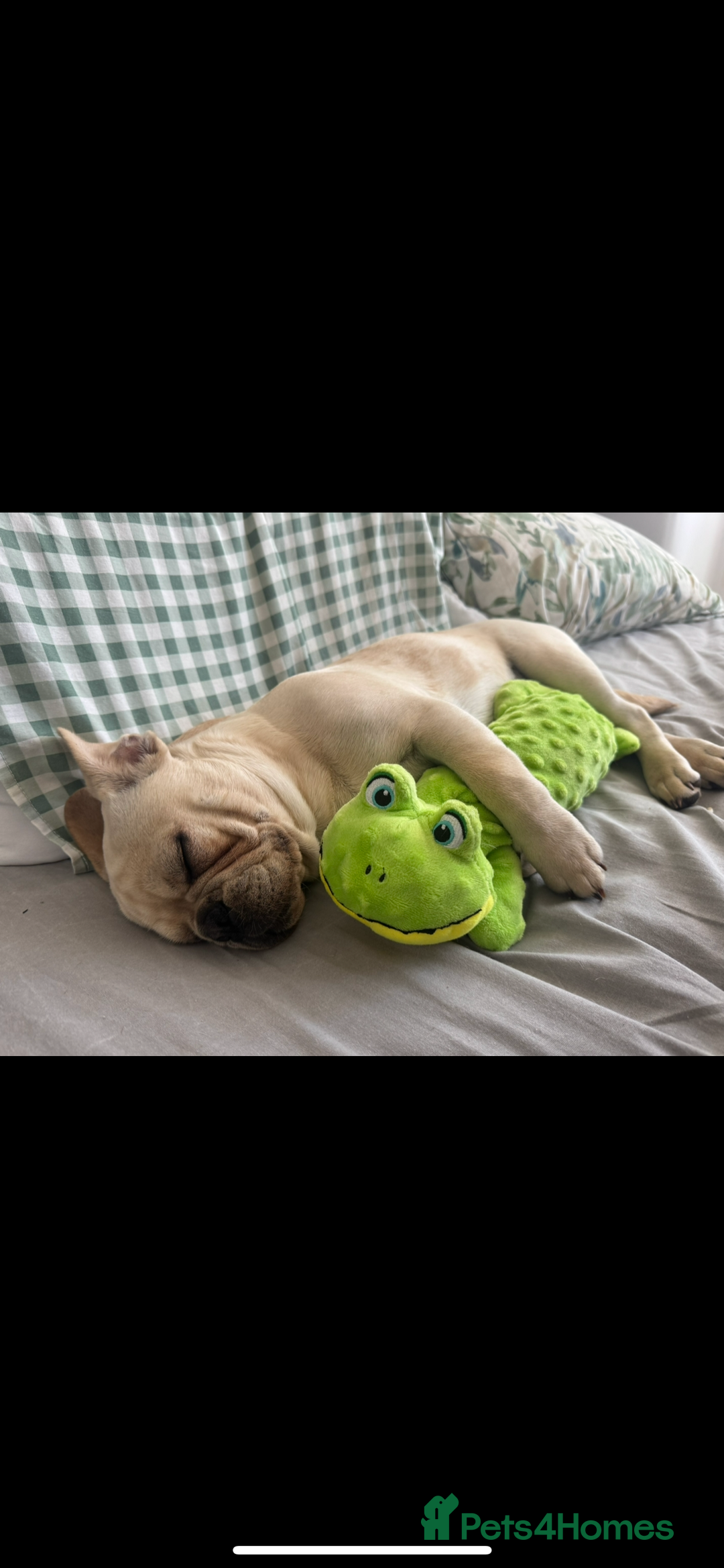 Frug dogs for sale: Male frug puppy - Advert 3