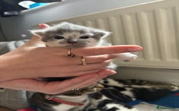 Mixed Breed cats for sale: Little kittens  - Image 6