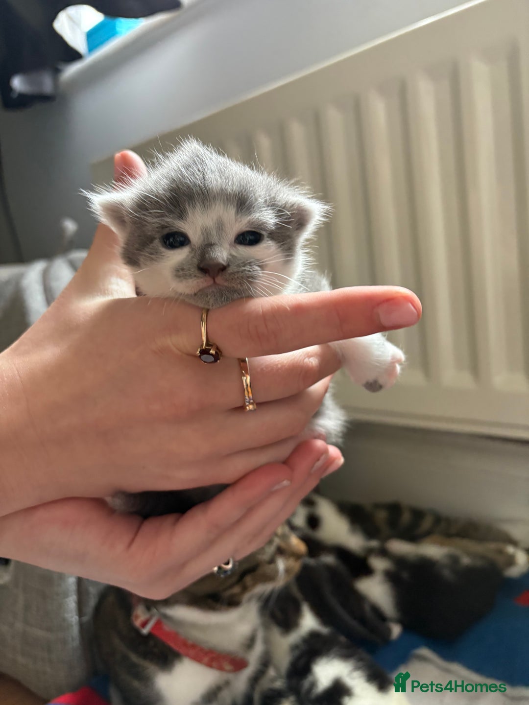 Mixed Breed cats for sale: Little kittens  - Image 6