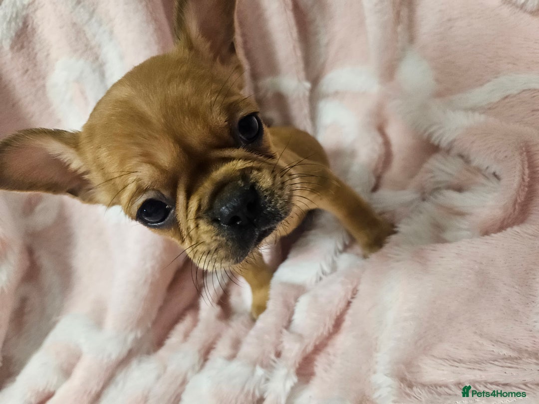 French Bulldog dogs for sale:   HIGH DNA FOR THE LOW ££ BR frenchie boys - Advert 6