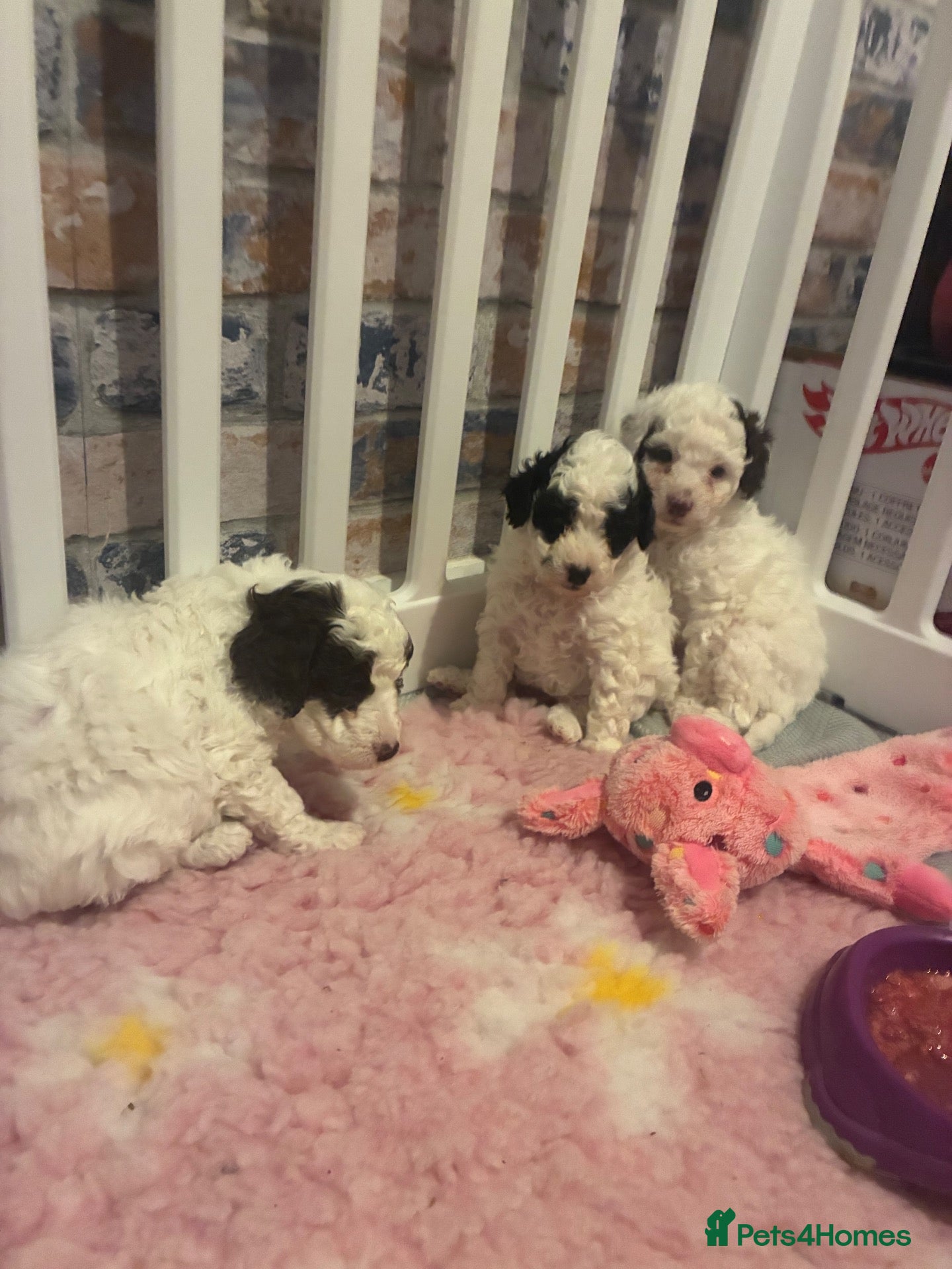 Poodle dogs DNA tested Parti toy poodlesxmini cockapoo ❤️💙💜  - Advert 6