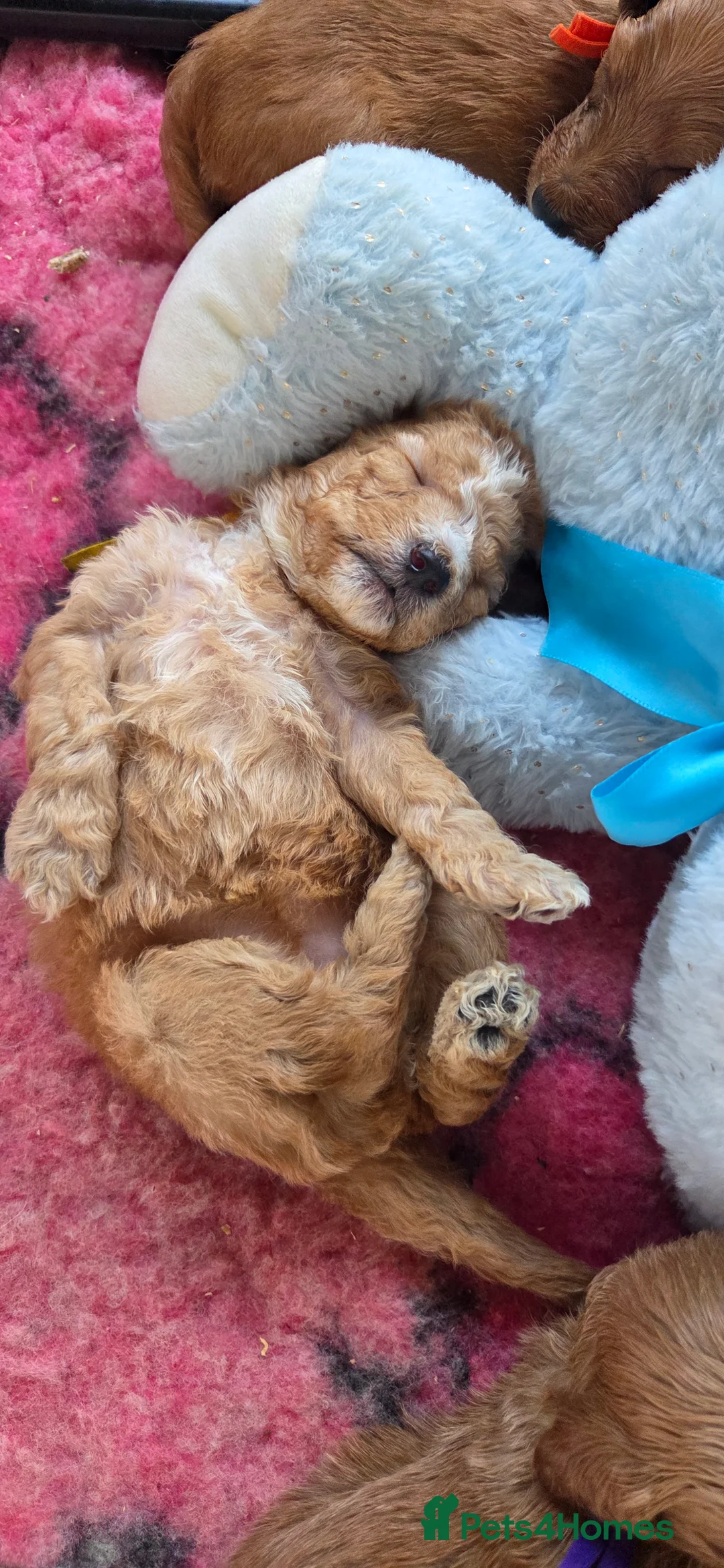 Australian Labradoodle dogs for sale: Therapy Dog Breeder - Advert 3
