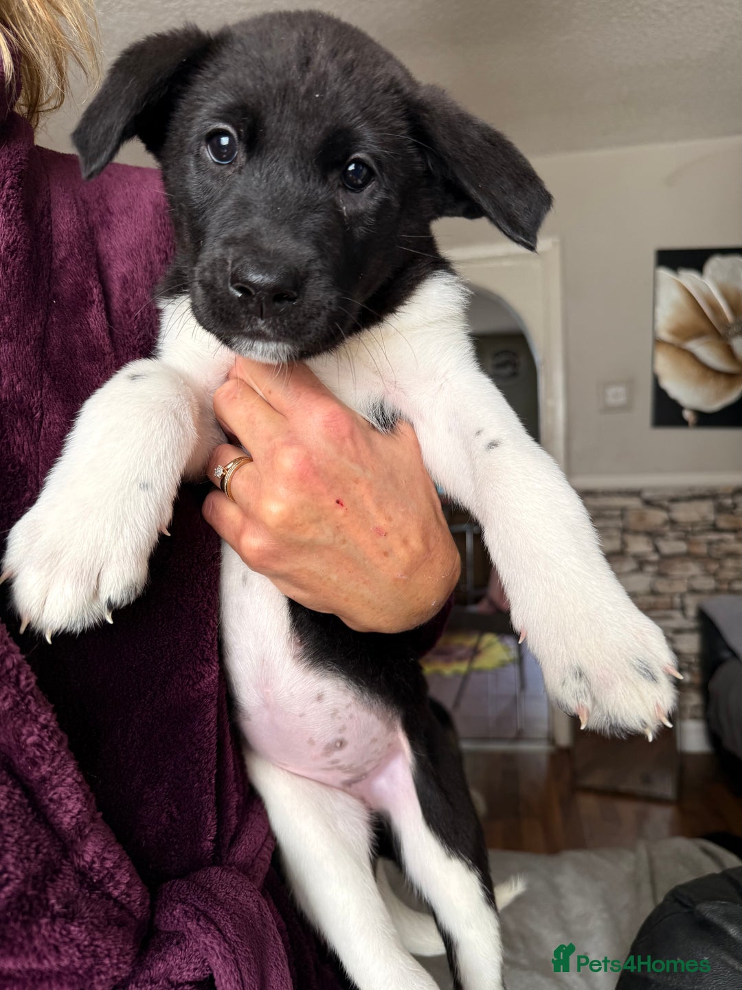 Mixed Breed dogs for sale: Labrakita - Image 16